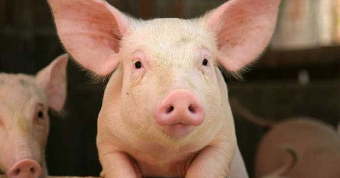 Ăn thịt động vật 