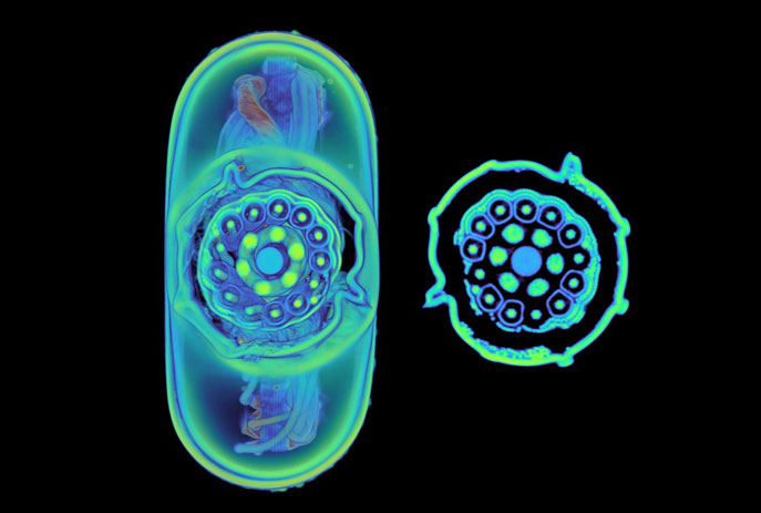 Bên trong dây là cáp đồng trục với 19 dây