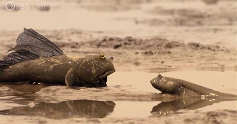 Robot cá tranh tài nhảy cao tán tỉnh con cái