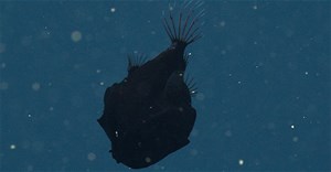 Cá siêu đen, có khả năng hấp thụ ít nhất 99,5% ánh sáng