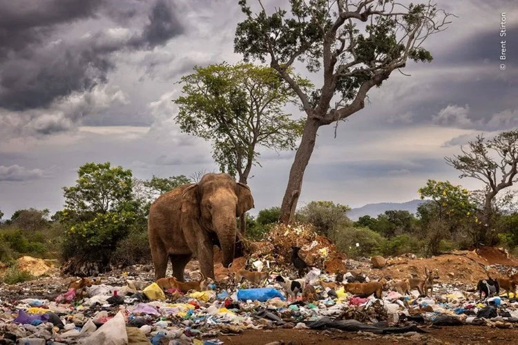 Chú voi đang hái rau và trái cây tại một bãi rác. Ảnh: Brent Stirton.