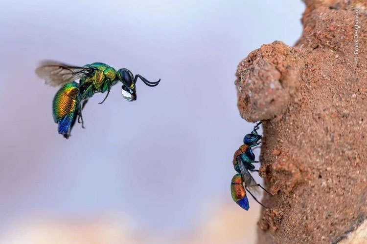 "Ong cúc cu" cố gắng để lại quả trứng trong tổ của ong thợ. Ảnh: Frank Deschandol.