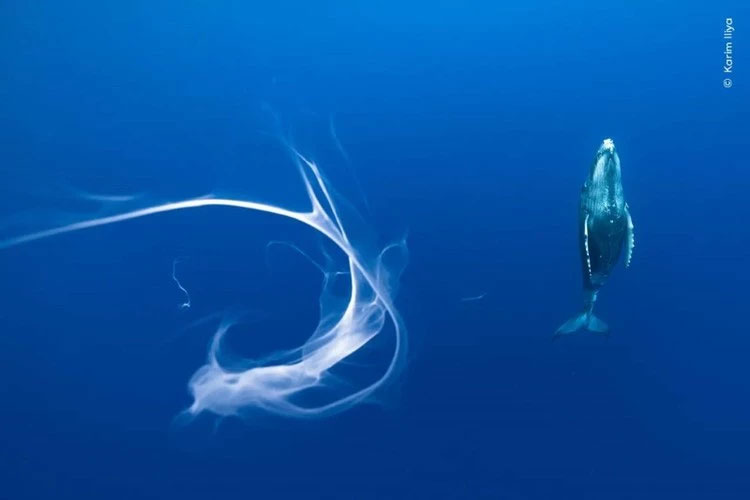 Tác phẩm "Một ngụm sữa lỡ" của tác giả Karim Iliya ghi lại khoảnh khắc có voi con không bú được sữa mẹ. Do cá voi con không có môi nên việc bú sữa mẹ khá khó khăn đối với chúng.