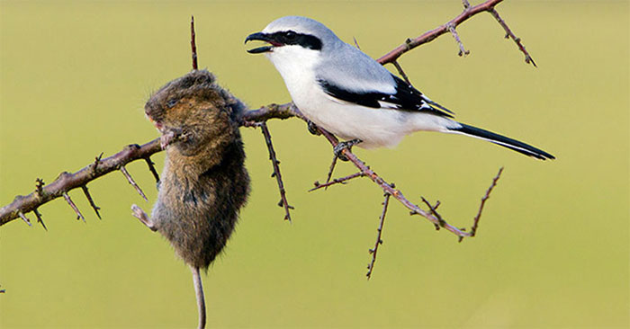 Chim bách thanh đầu to