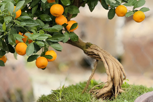 Quất mộc căn cũng có nhiều dáng, thế như: Thác đổ, ngũ phúc, huynh đệ, mẫu tử, tam đa, tứ quý, lộc bình…