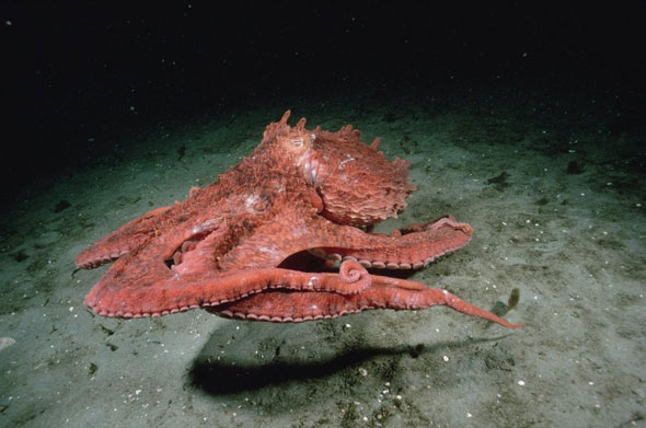 Bạch tuộc Thái Bình Dương