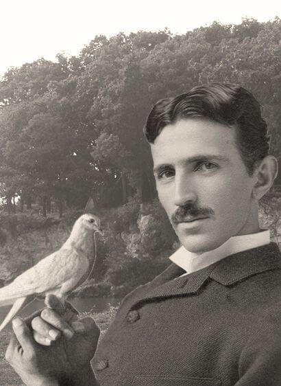 Nikola Tesla đã yêu một con chim bồ câu