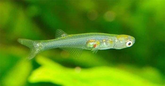 Cá Danionella cerebrum