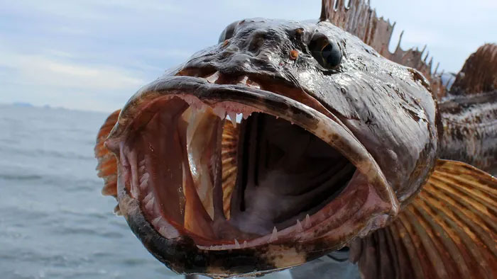  loài cá này dường như mất trung bình khoảng 20 chiếc răng mỗi ngày