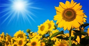 Tại sao hoa hướng dương luôn quay theo Mặt Trời?