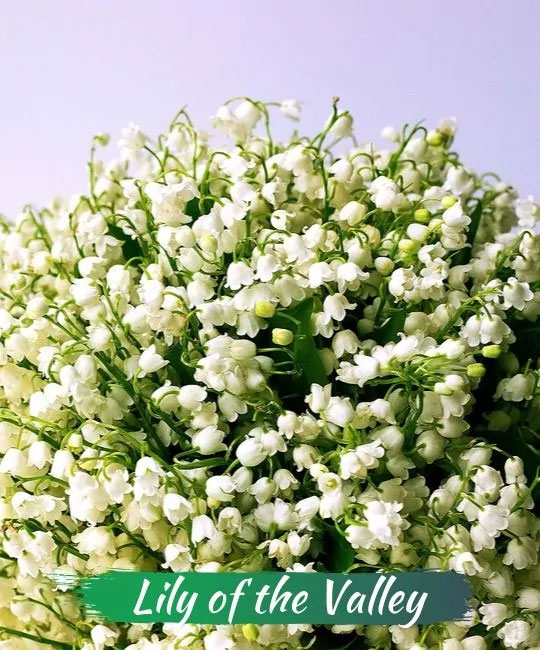 Lily of the valley