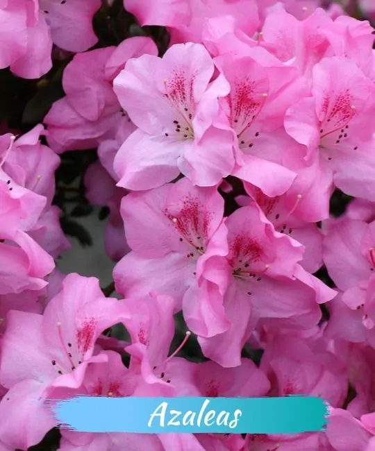 Azalea flowers