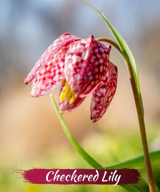 Snake head flower