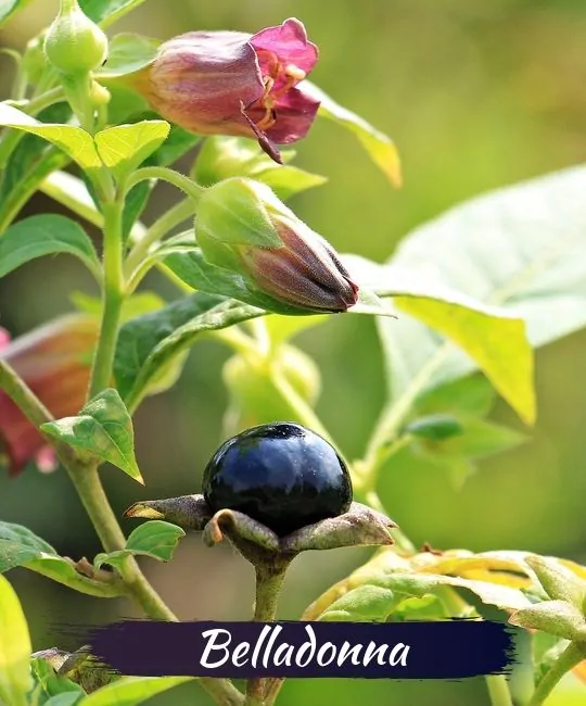 Datura flowers