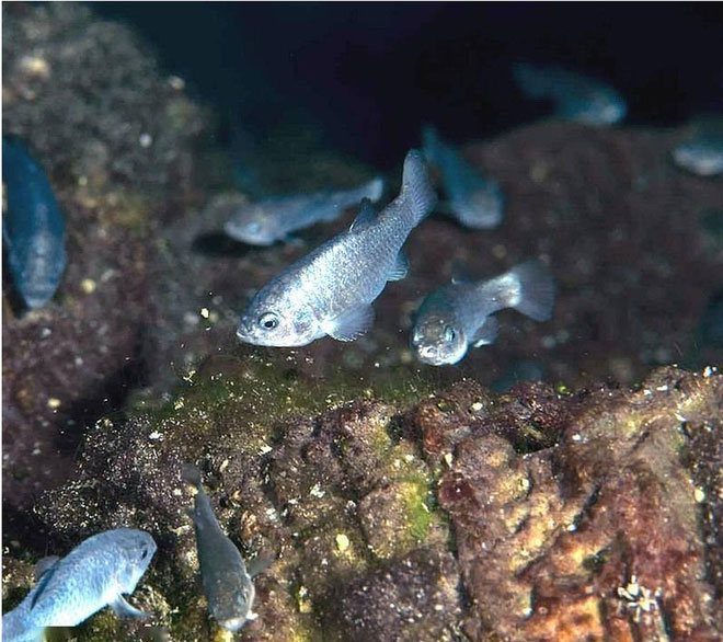 Loài cá này không có vây bụng