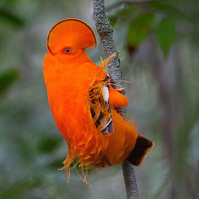 Rupicola là một loài chim thuộc họ Cotingidae có nguồn gốc từ Nam Mỹ. Rất khó bắt gặp loài chim này bởi chúng cực kỳ cảnh giác. Chim Rupicola nổi bật với bộ lông màu cam sáng cùng một cái mào hình rẻ quạt độc đáo.