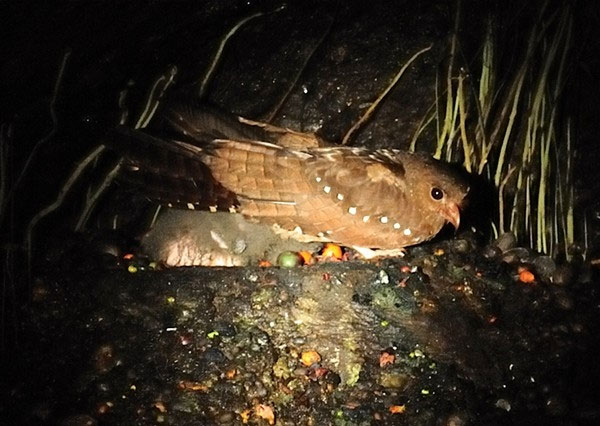 Chim Oilbird là loài chim sống về đêm và trú trong hang động. Chúng chuyên ăn trái cây. Để tìm được thức ăn, chúng sử dụng phương thức khá giống với cách của loài dơi và cá heo là bằng tiếng vang. Tuy nhiên, chúng nghe được âm thanh mình tạo ra.