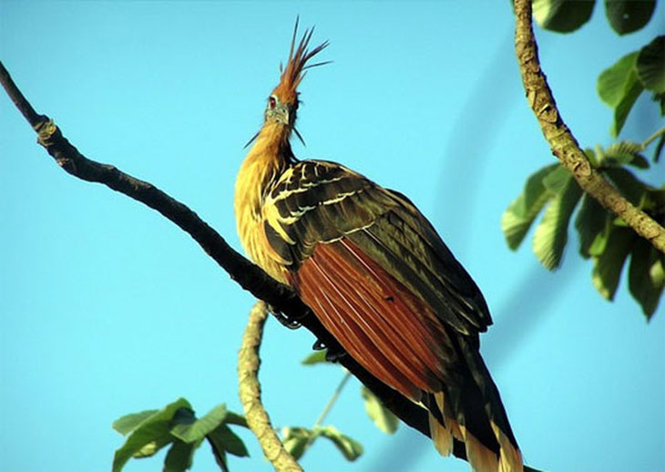 Chim Hoatzin sống tại rừng Amazon và đồng bằng Orinoco là một trong những loài chim độc đáo nhất thế giới. Loài chim này “ăn chay” với thức ăn là lá cây, trái cây và các loài hoa.