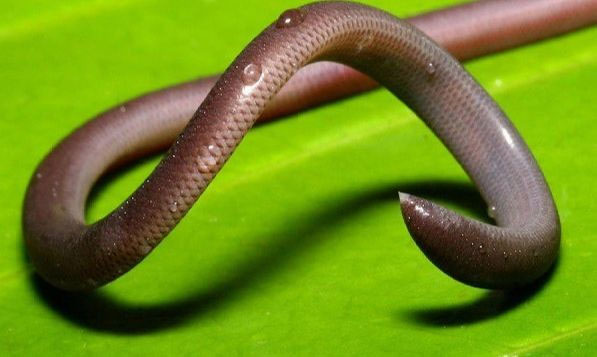 Rắn giun là loài sinh sản đơn tính