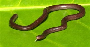 Loài rắn bé xíu như giun, cả loài chỉ toàn con cái, không có con đực