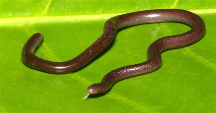 Loài rắn bé xíu như giun, cả loài chỉ toàn con cái, không có con đực