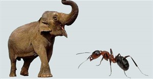 Cuộc chiến giữa đàn kiến và voi châu Phi