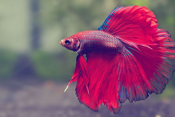 Loài cá chọi hay cá xiêm