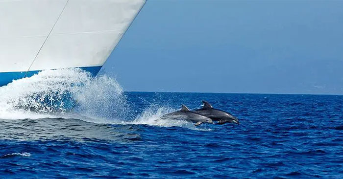 Cá heo bơi trước mũi thuyền