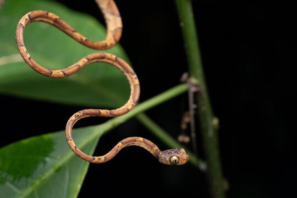 Rắn mình dây cũng vô hại với con người,