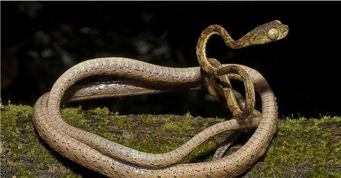 Rắn dây đầu tù: Loài rắn kỳ lạ ném đầu để săn mồi