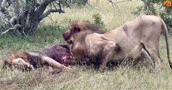 Hình ảnh bi thảm cuối đời của 'vua sư tử' khi bị kẻ thù truy sát