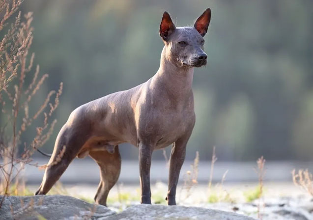 2. Chó không lông Xoloitzcuintl có làn da trần, cổ dài, tai dơi và cơ thể bóng như mỡ. Trong văn hóa của người Aztec cổ đại, loài chó này được tôn làm con vật thiêng.