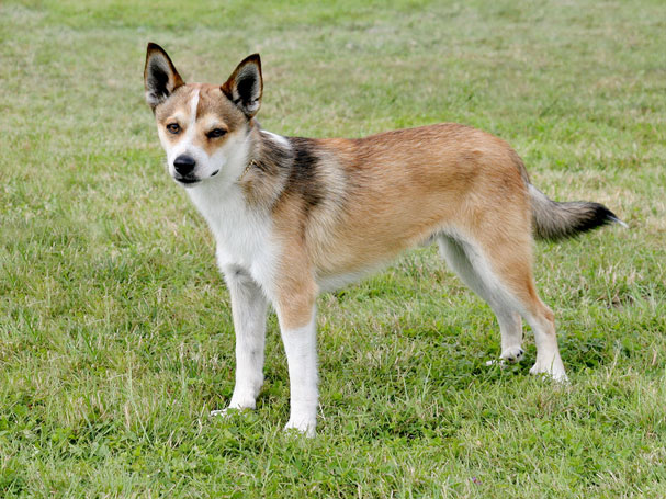 3. Chó Lundehund có 6 ngón ở mỗi bàn chân và khả năng linh hoạt đặc biệt. Chúng được huấn luyện để săn chim hải âu ở Na Uy. Loài chó kỳ lạ này từng gần như tuyệt chủng.