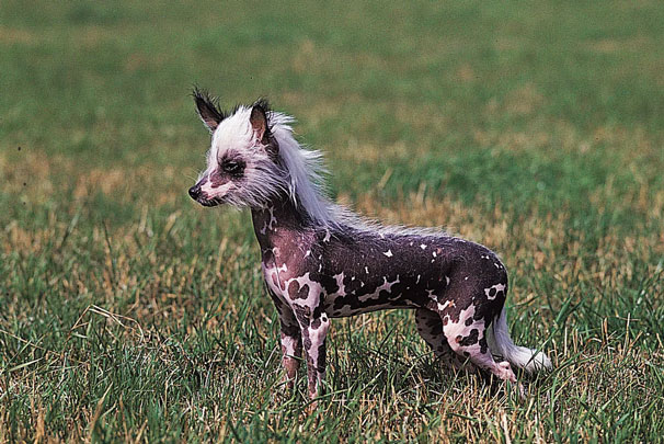 4. Chó có mào (Chinese crested), có cơ thể không có lông, trừ một chỏm trên đỉnh đầu giống mào gà. Chúng có làn da nhạy cảm và cần được bảo vệ khỏi ánh nắng mặt trời.