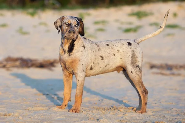 5. Chó báo Catahoula có khả năng leo cây để săn mồi và được tôn làm giống chó săn tuyệt vời ở Louisiana, Mỹ.