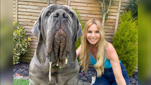 6. Chó khổng lồ Neapolitan Mastiff có cơ thể trung bình nặng tới 70 kg, và được mệnh danh là "sư tử nhỏ". Chúng rất ít khi sủa.