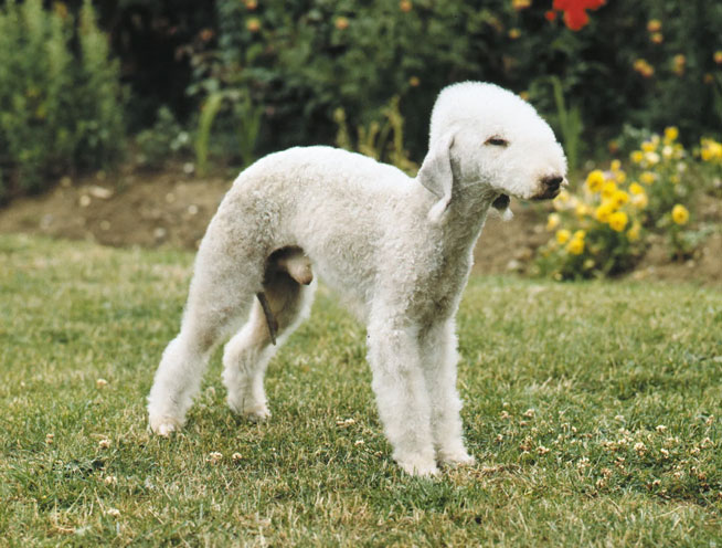 7. Chó sục Bedlington có ngoại hình giống con cừu, với đầu hình quả lê và lông xoăn như lông cừu. Đây là loài chó săn tốt và thích hợp cho việc sục sạo.