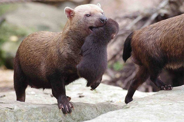 Những con chó lông rậm có thể sinh sản và giao phối quanh năm