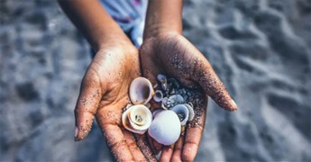 Không nên lấy vỏ sò từ bãi biển và lý do