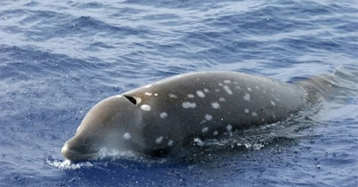 Cá voi mỏ khoằm