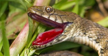 Loài rắn biết cách 'hộc máu' giả chết để qua mặt kẻ thù
