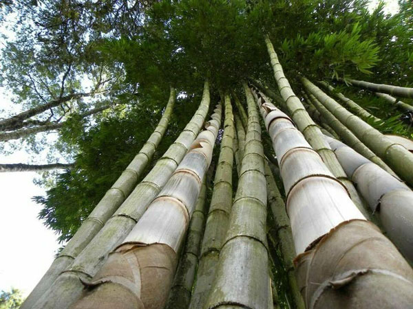 Tre rồng