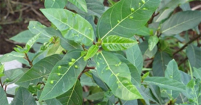 Nốt sần trên lá sung