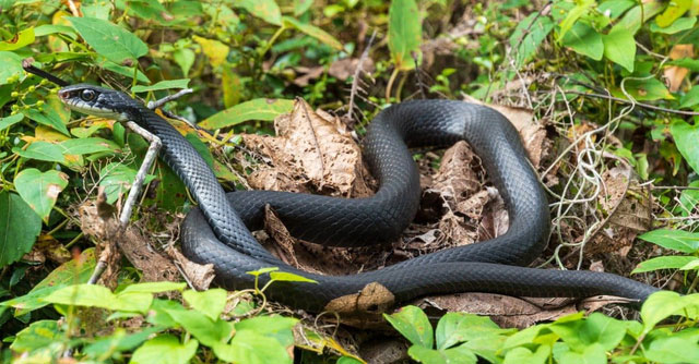 Southern Black Racer - Loài rắn không độc nhanh nhất thế giới