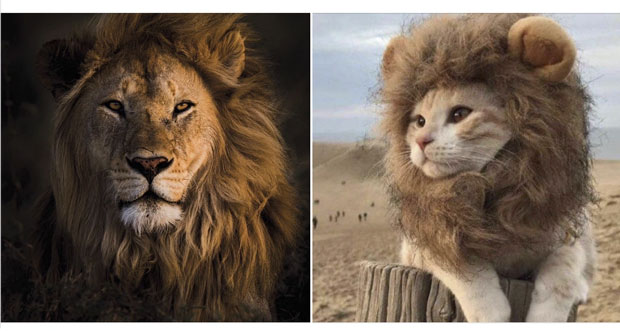 Đội tuyển Anh được kỳ vọng sẽ là sư tử nhưng lại chỉ thể hiện bộ mặt của "mèo con" tại Euro năm nay. (Ảnh: Football Funny).