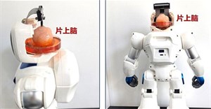 Robot Trung Quốc có não làm từ tế bào con người