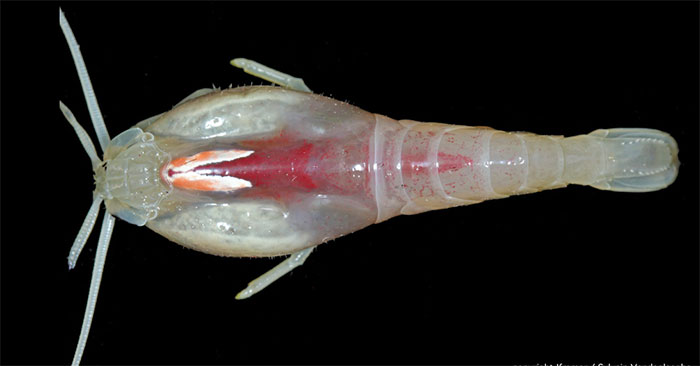 Tôm mù rimicaris hybisae