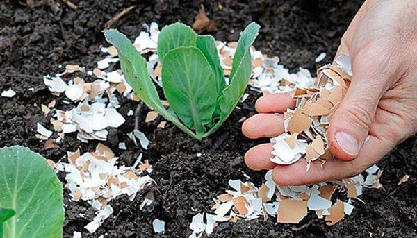 Dùng vỏ trứng làm phân bón cho cây