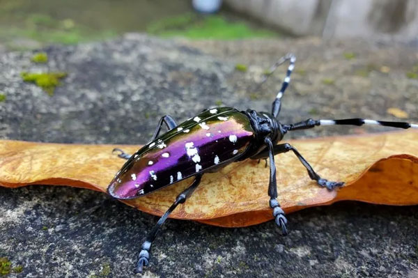 Xén tóc xanh đốm trắng (Anoplophora albopicta). Ảnh: iNaturalist.