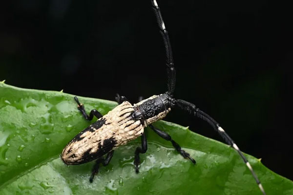 Xén tóc Aulaconotus atronotatus Ảnh: iNaturalist.